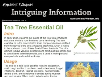 Bottle of tea tree essential oil.
