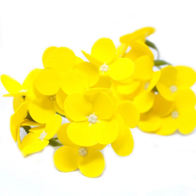 Yellow soap flower shaped like hyacinth bean, detailed close‑up of textured ribbon‑like petals.