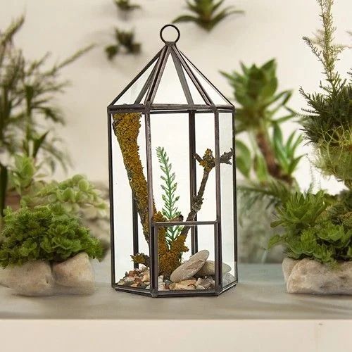 Clear glass terrarium lantern with a geometric lantern shape for decorative indoor plant display