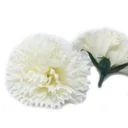 Group of creamy craft soap carnations displayed together, showcasing handcrafted soap petals.