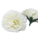 Cream soap flowers shaped like carnations in natural cream shade.