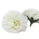 Cream craft soap carnations, decorative soap flowers