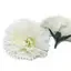Cream‑coloured handmade soap flowers shaped like carnations, displayed on a light surface.