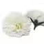 Craft soap flowers in cream, a set of delicate carnation-shaped soap petals.