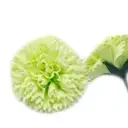 Lime scented craft soap flower carnations displayed as delicate handmade blossoms