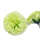 Lime soap flowers shaped like carnations arranged in a delicate display