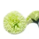 Lime‑colored carnation craft soap flowers arranged naturally, decorative soap flowers