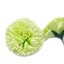 Fresh lime‑scented craft soap flowers in carnation shape, displayed on a white background