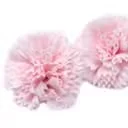 Pink craft soap flowers shaped like carnations, perfect bath soap flowers.