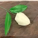 Ivory medium tulip craft soap flower, a soap flower decoration showcasing delicate faux bloom.