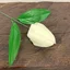 Medium ivory tulip craft soap flower with realistic petals and subtle blossom.