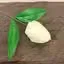 Ivory craft soap flower shaped like a medium tulip.