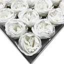 Extremely large white soap peony flower with soft, layered petals