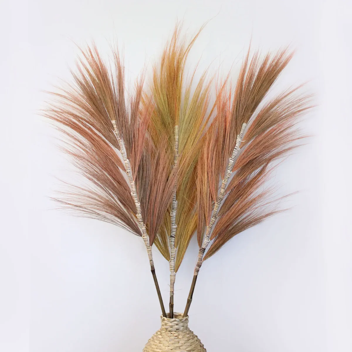 Tall 1.6m Rayung decorative grass coral with feathery green foliage against a white background