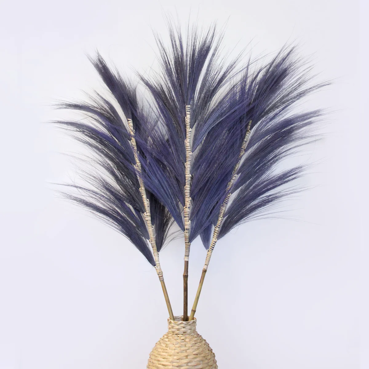 Rayung Grass Lavender decorative grass 1.6m with tall slender lavender-colored stalks and green leaves