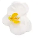 White paeonia craft soap flower gift with delicate petals.