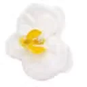 White handcrafted paeonia soap flower, delicate flower shape made of soap.