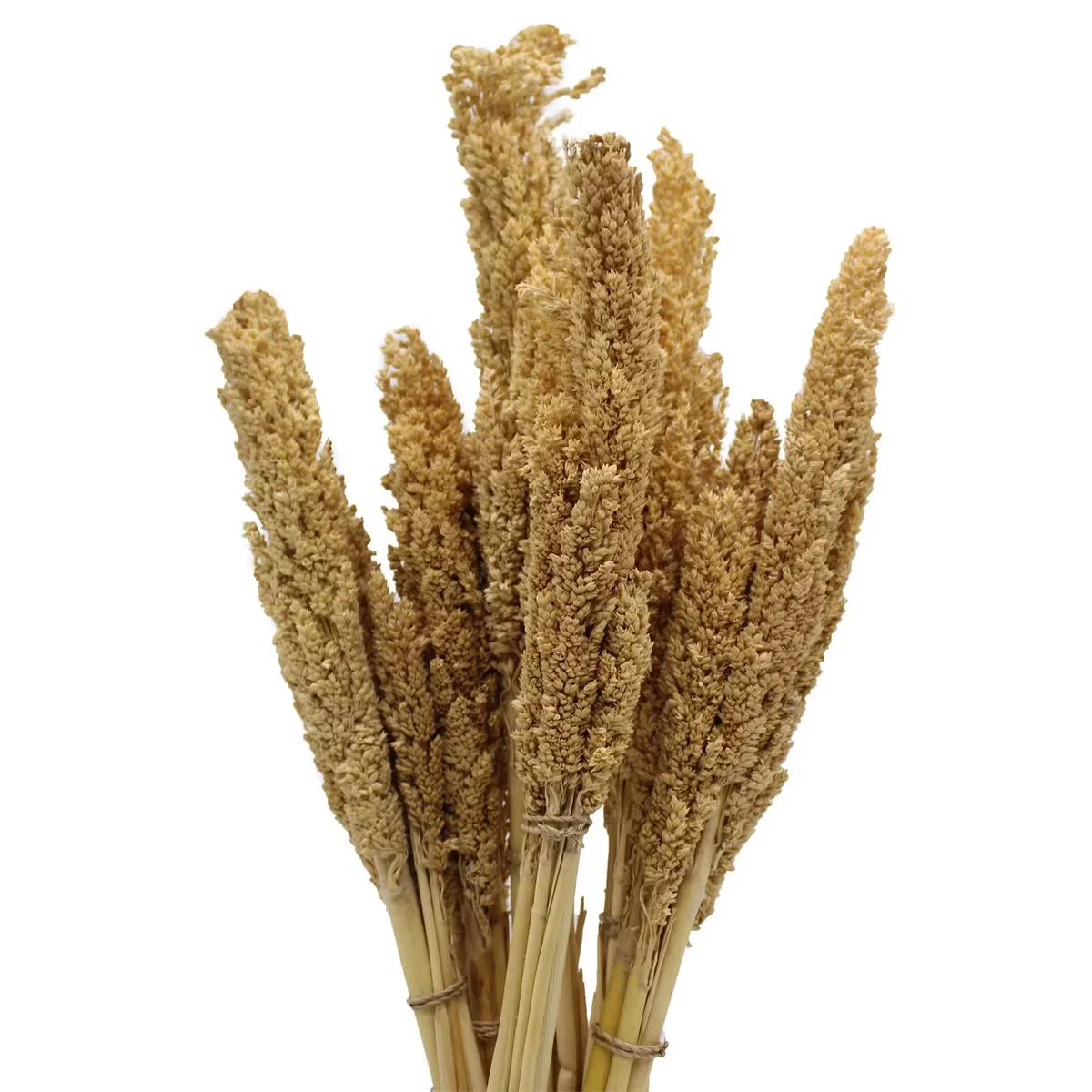 Natural cantal grass bunch in a woven basket, ideal decorative grass bunch for home décor.