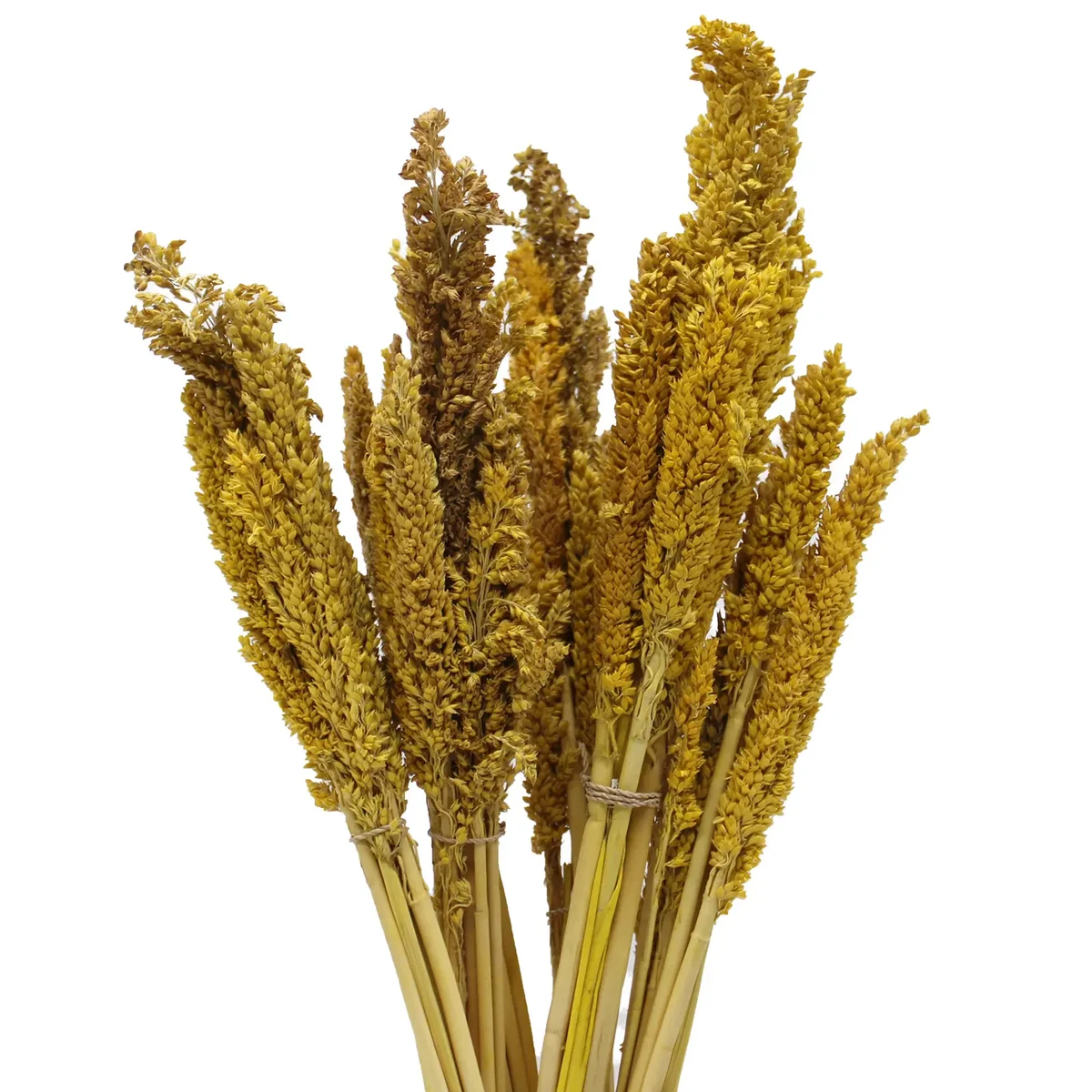 Bunch of amber cantal grass with feathery plumes and slender stems against a white background