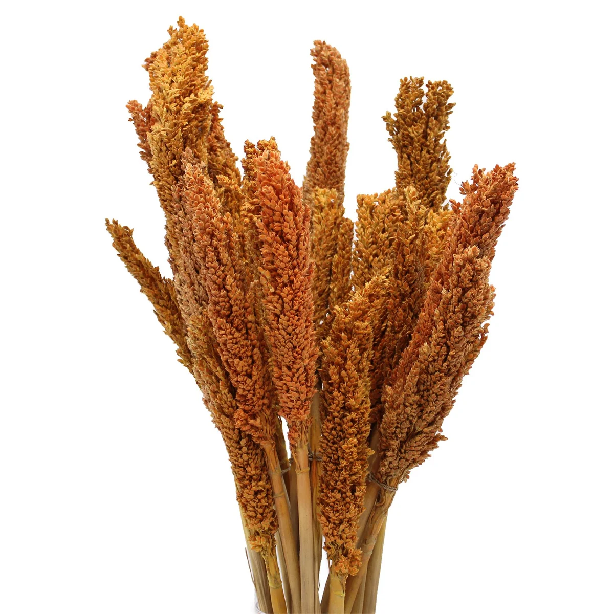 Orange cantal grass bunch with vibrant orange hues and textured grass stems arranged together