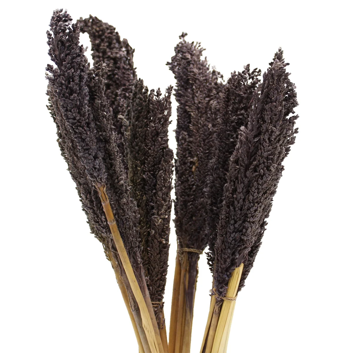 Black cantal grass bunch with long slender stems and feathery black seed heads against a white background