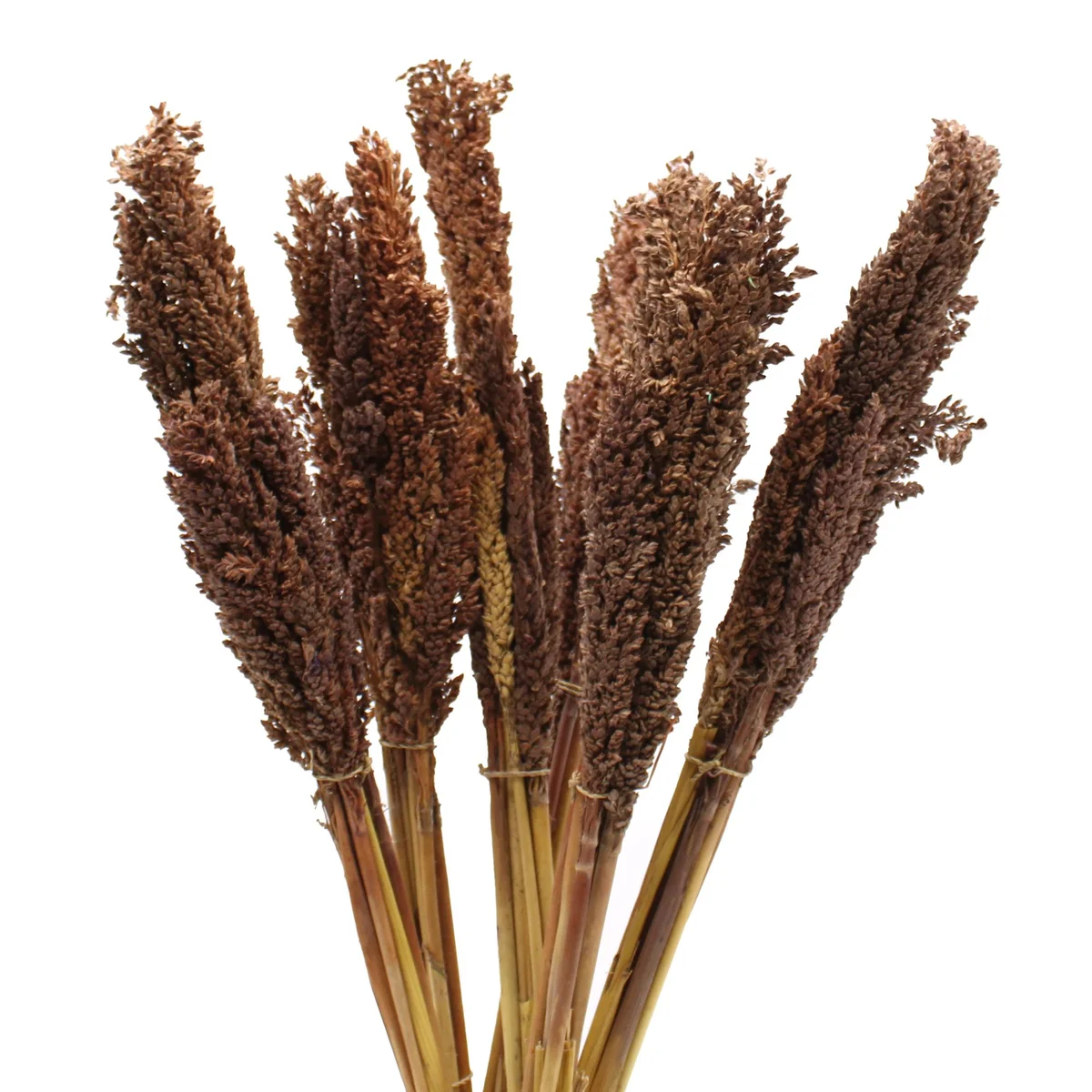 Cantal grass bunch in chocolate color with long, slender dried grass stems arranged in a bundle