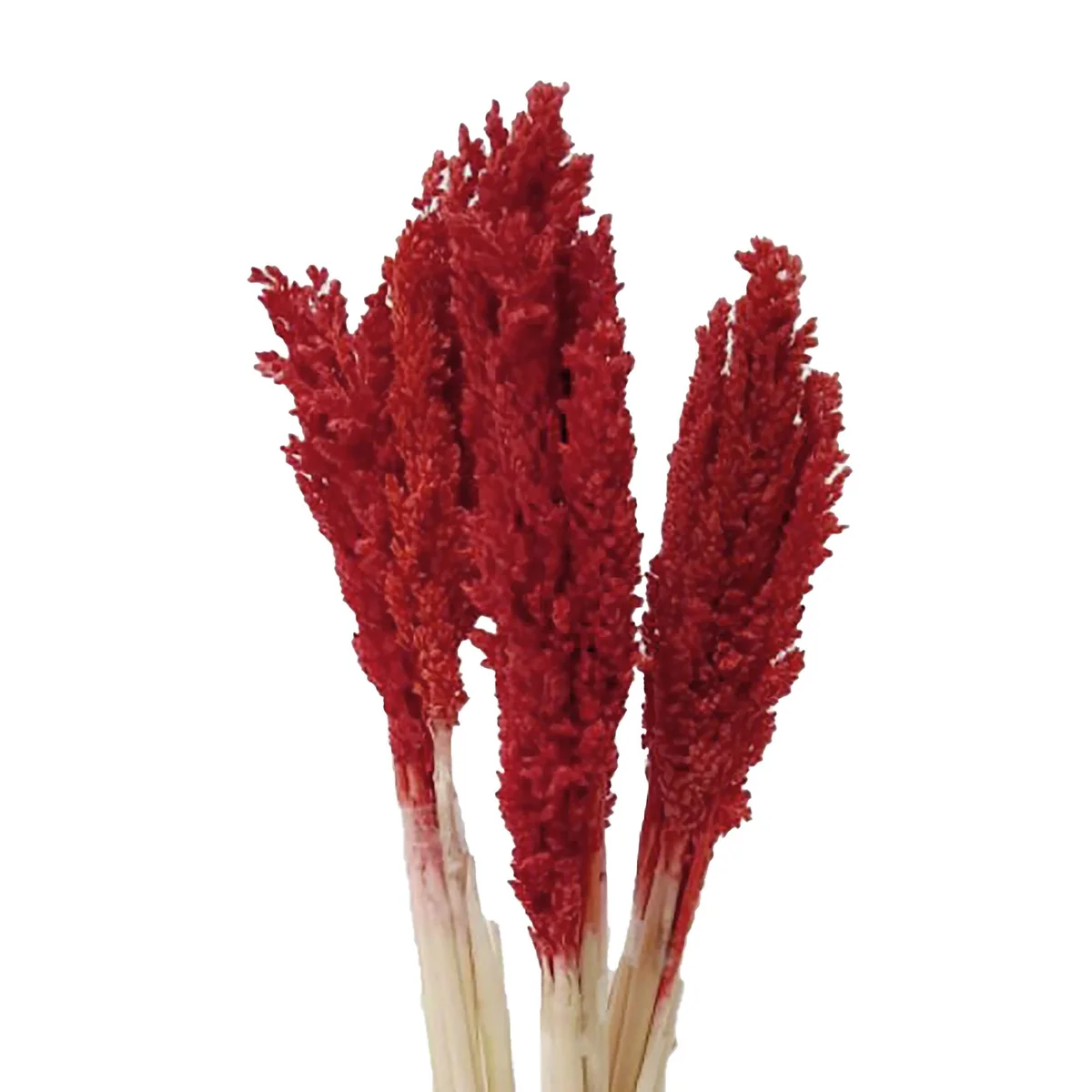 Cantal grass bunch with vibrant fire-colored tones arranged in a decorative display