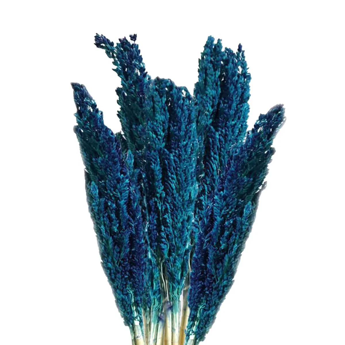 Blue cantal grass bunch, a natural home decor ornaments.