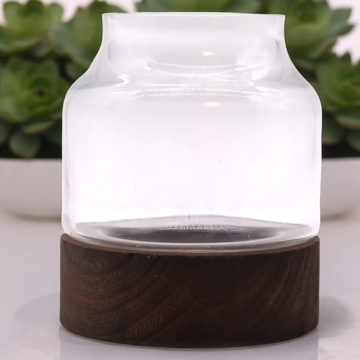 Medium terrarium planter with geometric glass shape on dark tung wood base isolated on white background