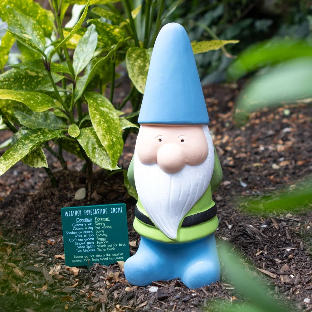 Large garden gnome holding a weather forecast sign with humorous weather predictions, standing 25cm tall