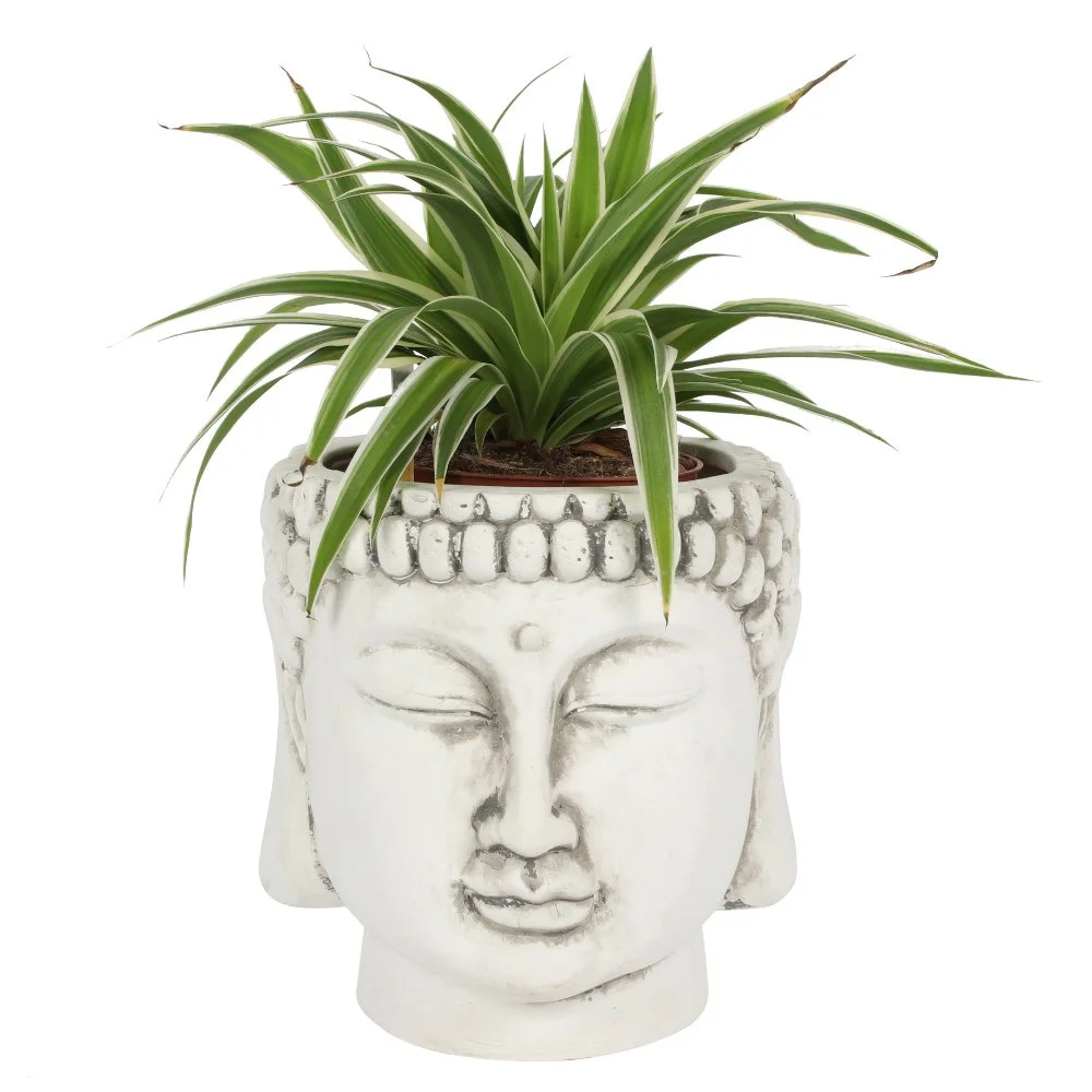 White terracotta Buddha head planter with smooth finish, empty and ready for plants, 20cm tall and wide.