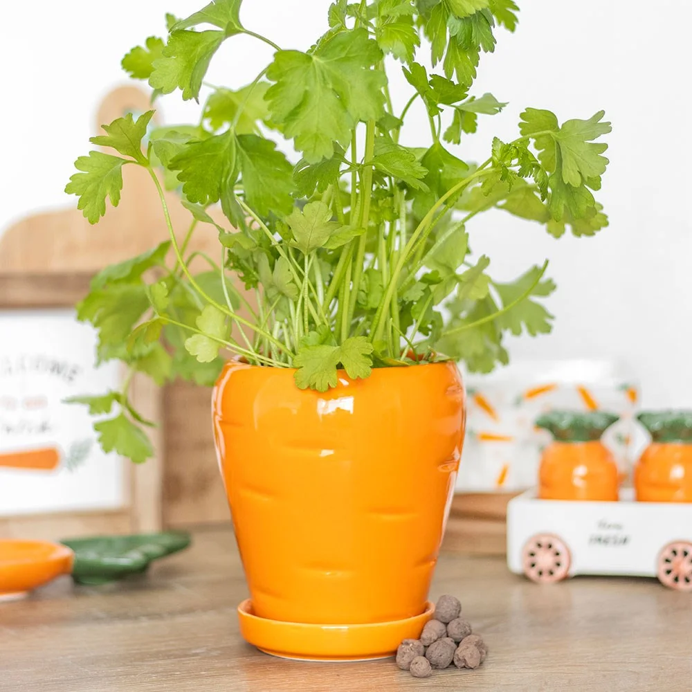 Carrot shaped plant pot with matching water tray and box of parsley seed balls on white background